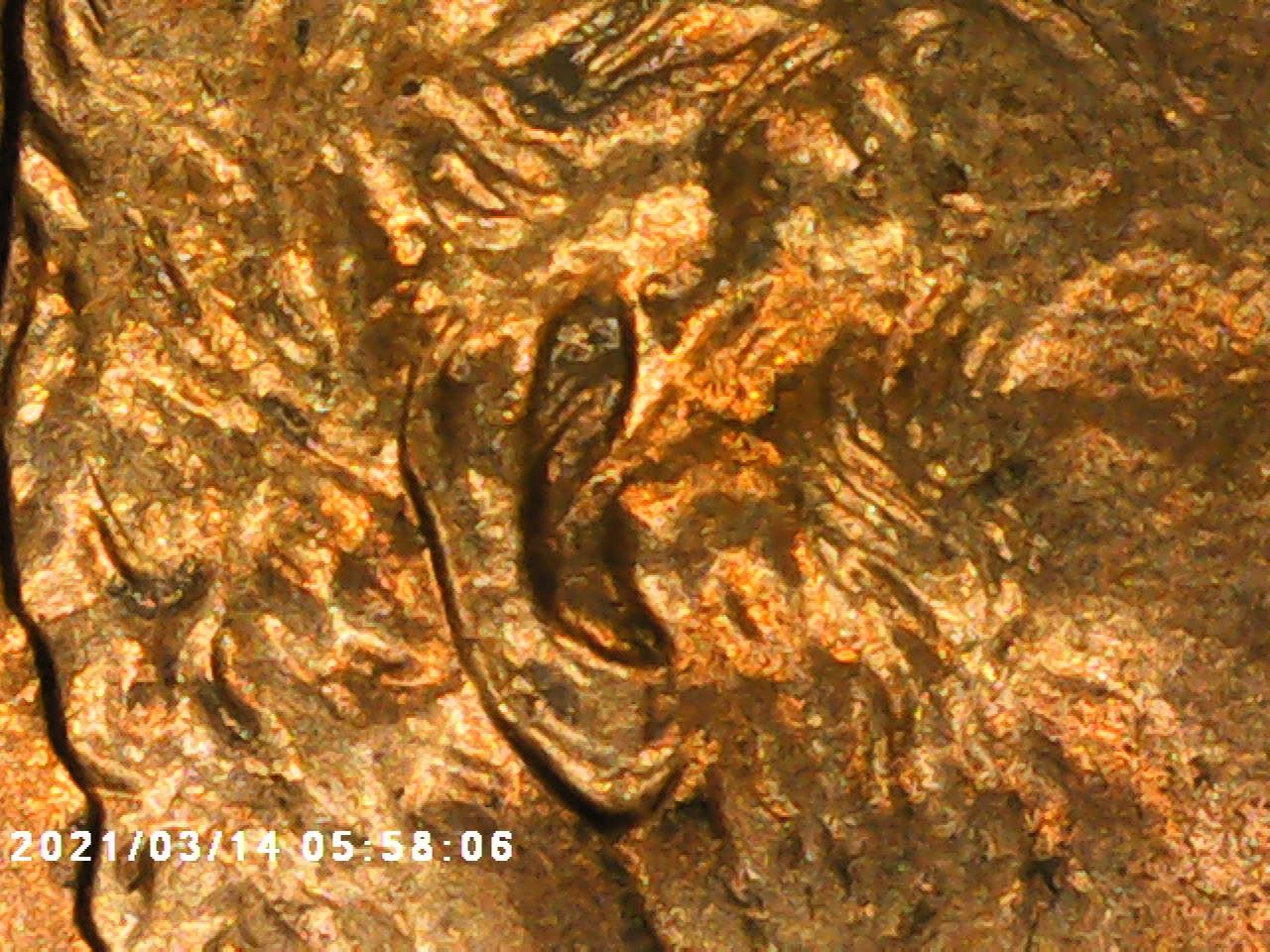1993-LSC-With-Possible-Double-Inner-Ear